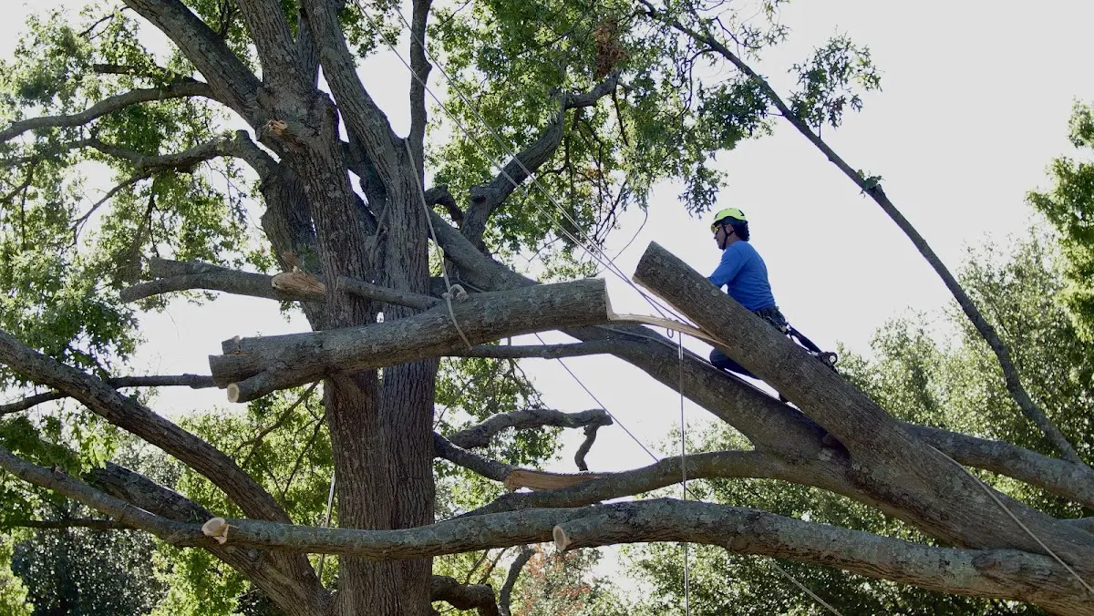 Professional Crown Thinning performed by certified arborists in Mohave Valley