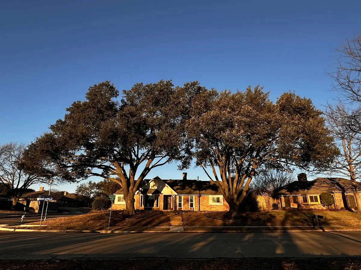 Established residential canopy tree shading a home in Mohave Valley