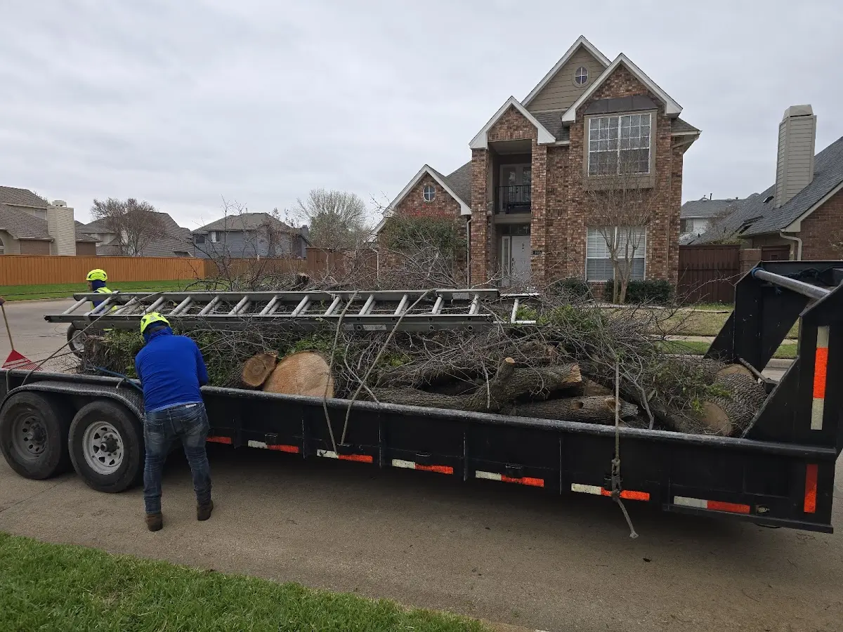 Expert Tree Pest Control with proper safety equipment in Mohave Valley